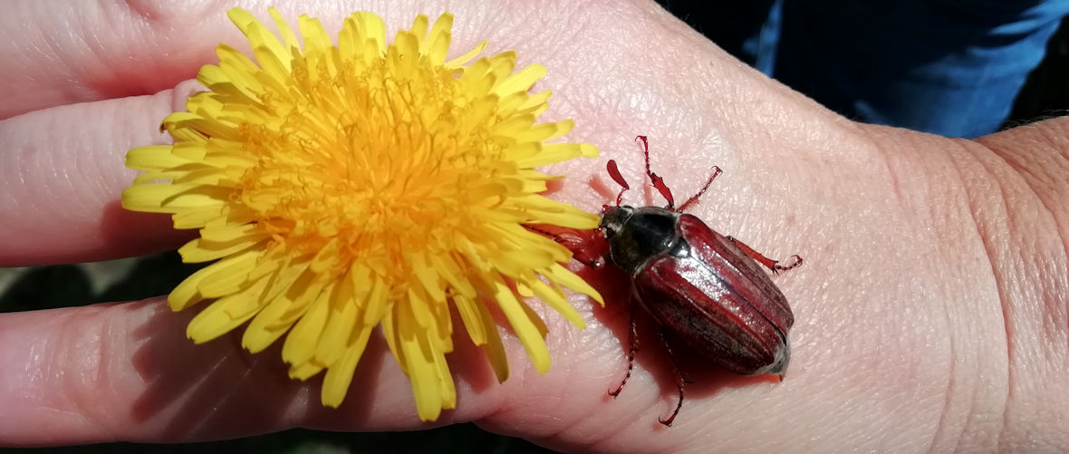 Kindergarten Höhenrain